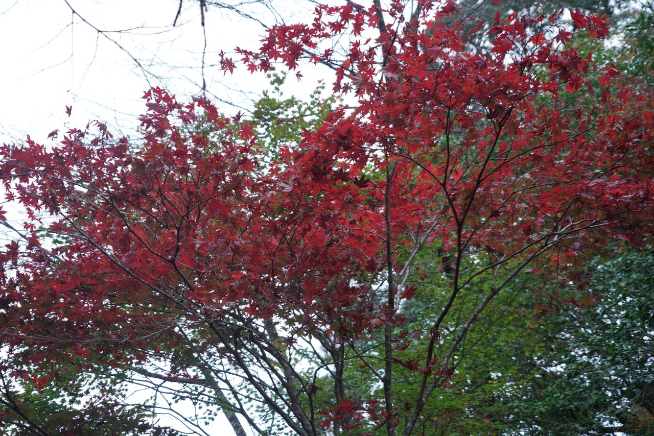 DSC03730.JPG