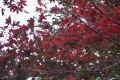 DSC03731.JPG